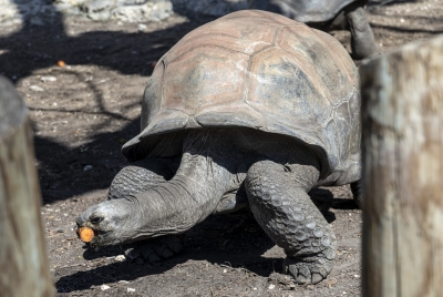 SA Zoo Aldabra Tortoise 2025